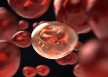 عدد الخلايا الناتجة عن الانقسام المتساوي