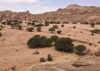 ظهور حيوان غريب في مكة المكرمة