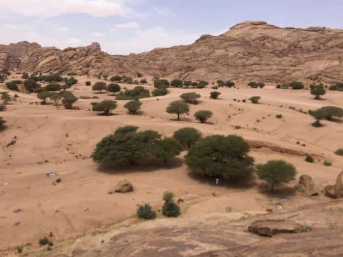 ظهور حيوان غريب في مكة المكرمة