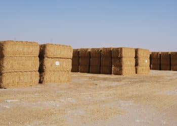 صدمة جديدة بالأسواق .. ارتفاع سعر الأعلاف اليوم في مصر السبت 4 نوفمبر 2023