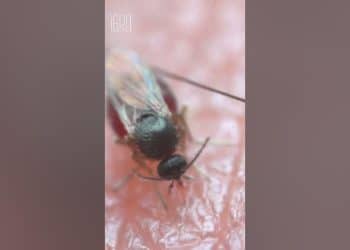 الذبابة الظفارية