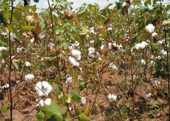 سعر قنطار القطن اليوم في مصر الخميس 23 نوفمبر 2023 .. لن تتخيل مقداره عند التجار