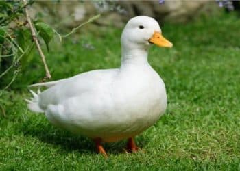 أسعار البط البلدي في مصر اليوم