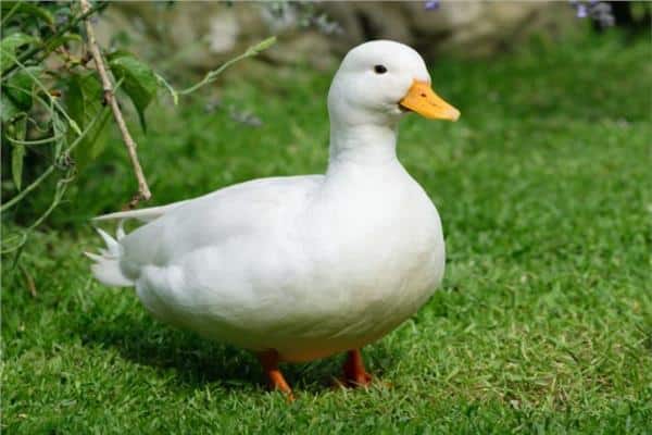 أسعار البط البلدي في مصر اليوم