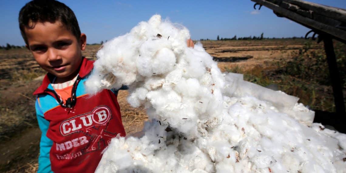 سعر قنطار القطن اليوم في مصر