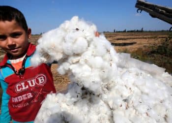 سعر قنطار القطن اليوم في مصر الخميس 23 نوفمبر 2023 .. لن تتخيل مقداره عند التجار