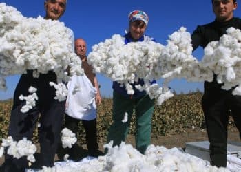 سعر قنطار القطن اليوم في مصر الجمعة السبت 27 يناير 2024 … خبر الموسم للمزارعين