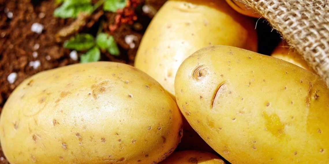 أسعار تقاوي البطاطس 2023