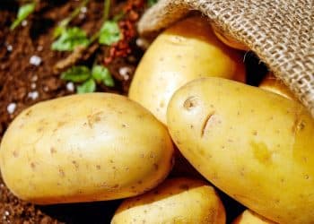 أسعار تقاوي البطاطس 2023 .. أليسون بـ45 ألف جنيه