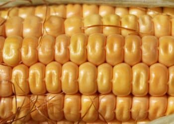 سعر طن الذرة الصفراء اليوم في مصر الاثنين 13 نوفمبر 2023.. فرصة شراء قبل الزيادة الجديدة