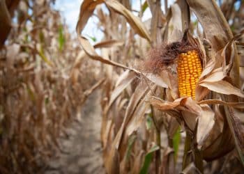 سعر طن الذرة الصفراء اليوم في مصر