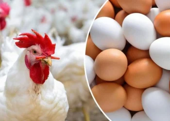 فراخ بيضاء وبيض