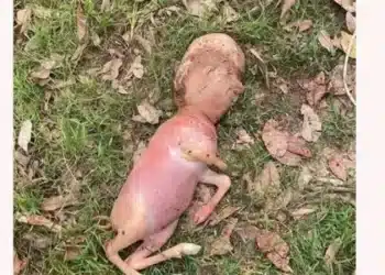 ولادة حيوان برأس إنسان .. الأطباء يكشفون عن صدمة غير متوقعة