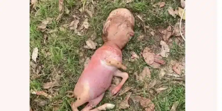 ولادة حيوان برأس إنسان