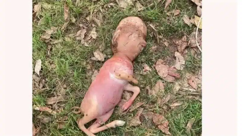 ولادة حيوان برأس إنسان