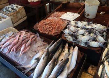 أسعار الأسماك