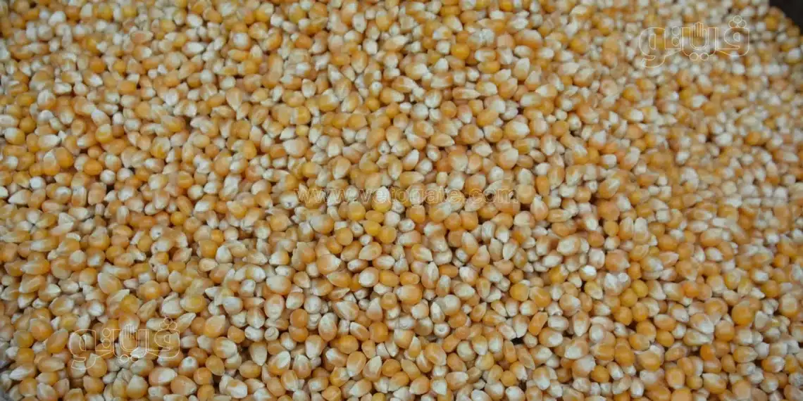سعر طن الذرة الصفراء اليوم في مصر