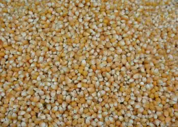 سعر طن الذرة الصفراء اليوم في مصر الجمعة 29 ديسمبر 2023 .. تراجع مفاجئ يحدث الآن