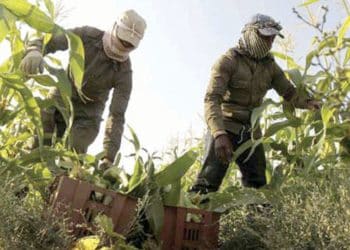 بقيمة 3.8 مليارات ريال .. صندوق التنمية الزراعية يكشف عن تفاصيل قروضه التمويلية