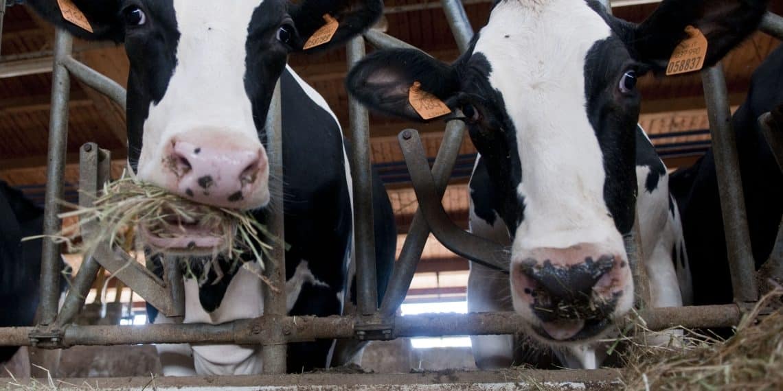 سعر الأعلاف اليوم في مصر