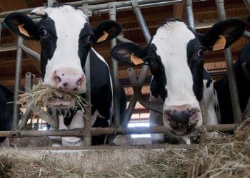 صدمة جديدة بالأسواق .. ارتفاع سعر الأعلاف اليوم في مصر السبت 4 نوفمبر 2023