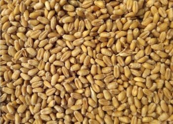 العراق يعلن الاكتفاء الذاتي من القمح ويؤكد امتلاء مخازنه