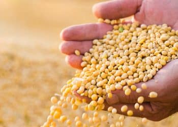 سعر طن الذرة الصفراء في مصر 2023