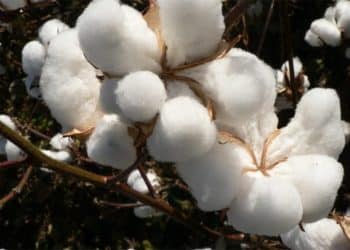 سعر قنطار القطن اليوم في مصر السبت 25 نوفمبر 2023 .. المزارعين يتلقون مفاجأة الآن