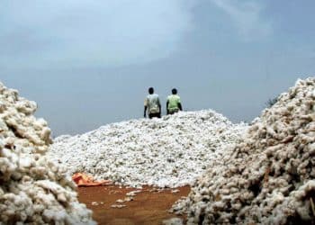 سعر قنطار القطن اليوم في مصر الأحد 7 يناير 2024 .. جيزة 94 يفرح جيوب المزارعين قبل قليل