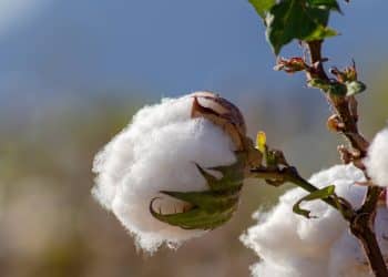 سعر قنطار القطن اليوم في مصر الاثنين 20 نوفمبر 2023 .. المزارعين في سعادة عارمة