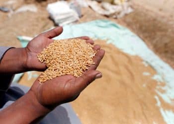 سعر توريد القمح في مصر .. قرار عاجل من الحكومة قبل قليل