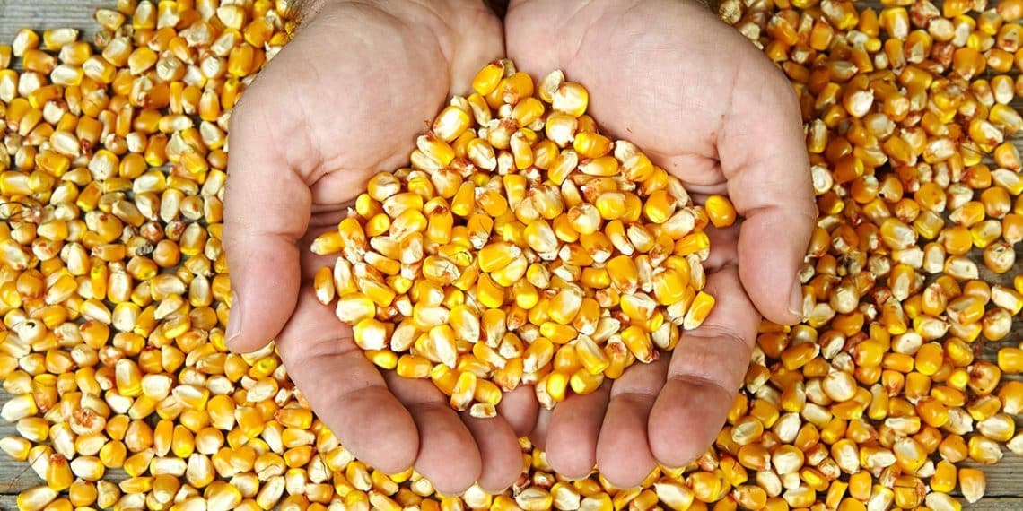 سعر طن الذرة الصفراء اليوم في مصر