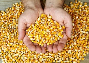 فرحة لا توصف قبل قليل .. تراجع سعر طن الذرة الصفراء اليوم في مصر الثلاثاء 7 نوفمبر 2023