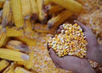 سعر طن الذرة اليوم في مصر السبت 28 أكتوبر 2023 .. ارتفاع أكثر من 200 جنيه بالطن