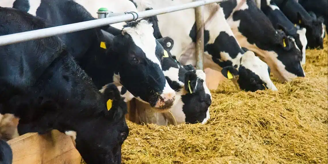 سعر الأعلاف اليوم في مصر