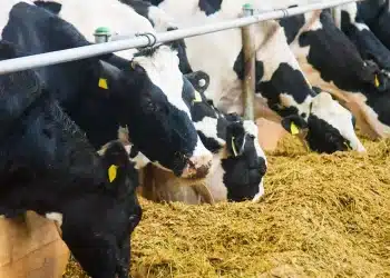 أسعار الأعلاف اليوم في مصر الثلاثاء 24 أكتوبر 2023 .. زيادة صادمة