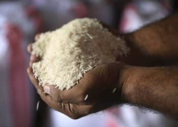 سعر الأرز الشعير اليوم في مصر الجمعة 27 أكتوبر 2023 .. مفاجأة مفرحة للمصريين