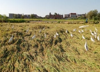 سعر الأرز الشعير اليوم في مصر الثلاثاء 23 أبريل 2024 .. هتشتري وأنت مبسوط