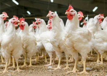 أسعار الدواجن والبيض في مصر