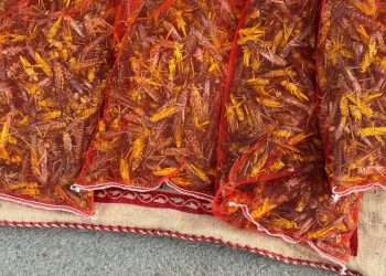 برغر الجراد في السعودية وجبة غريبة تثير الجدل