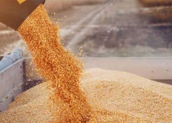 سعر طن الذرة الصفراء اليوم في مصر الجمعة 29 ديسمبر 2023 .. تراجع مفاجئ يحدث الآن