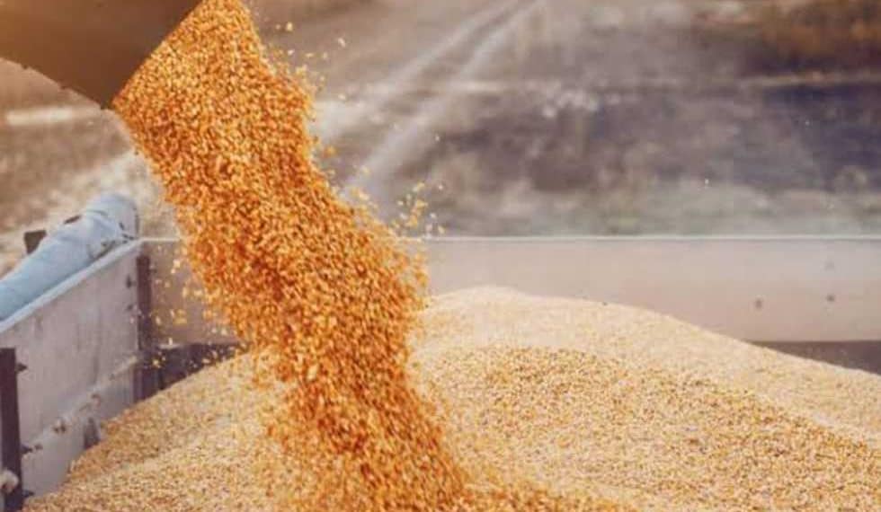 سعر طن الذرة الصفراء اليوم في مصر