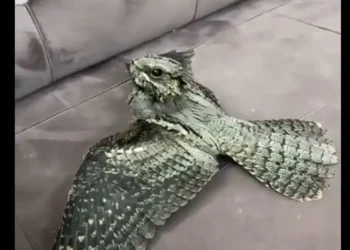 طائر غريب يثير الرعب في السعودية .. وبيان عاجل من المركز الوطني للحياة الفطرية