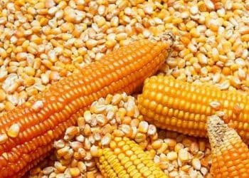 سعر طن الذرة الصفراء اليوم في مصر الثلاثاء 17 أكتوبر 2023.. تعرف على سعر الطن الآن