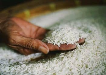 سعر طن الأرز الشعير اليوم في مصر