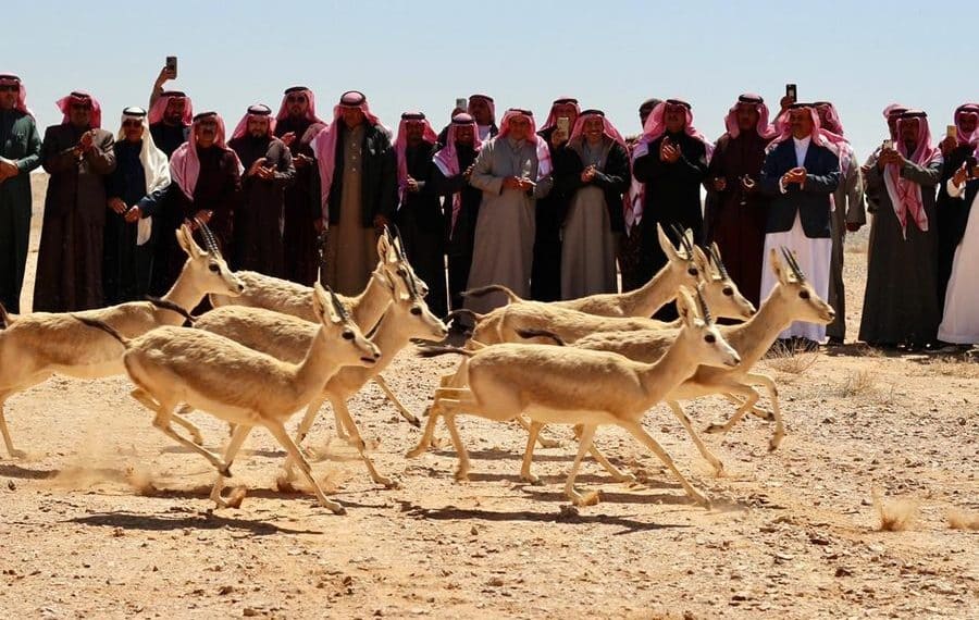 محمية الملك سلمان