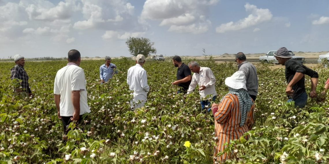 سعر قنطار القطن اليوم في مصر