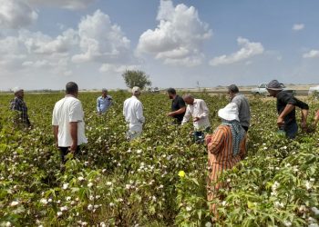 سعر قنطار القطن اليوم في مصر الخميس 11 يناير 2024 .. خبر العمر للفلاحين