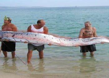 سمكة يوم القيامة وعلاقتها بزلزال اليابان .. تفاصيل مثيرة وأحداث صادمة