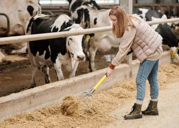 سعر الأعلاف اليوم في مصر الجمعة 24 نوفمبر 2023 .. فرصة للشراء يا أصحاب المزارع